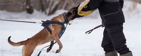 Обучение командам и социализация