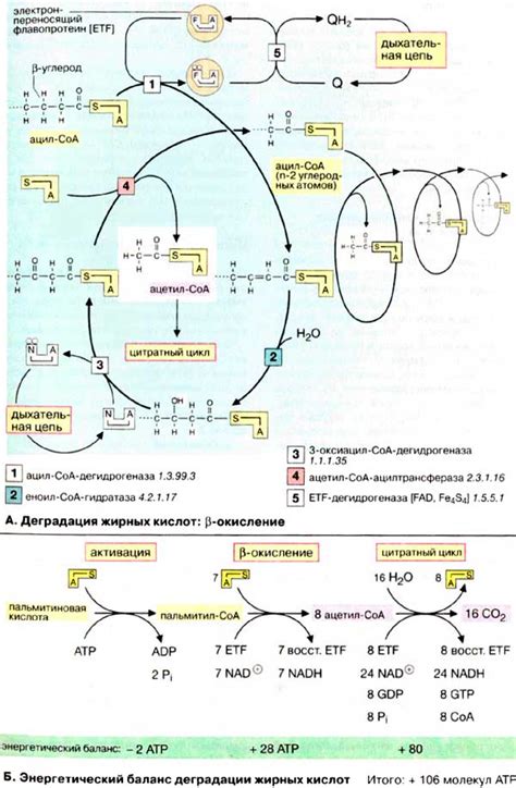 Окисление и влияние на содержание жирных кислот