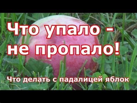 Окружающая среда и использование яблок в компосте