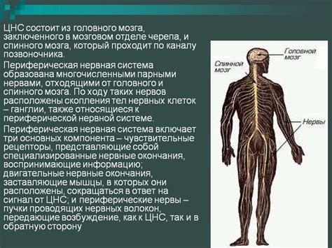 Опасное возбуждение нервных окончаний