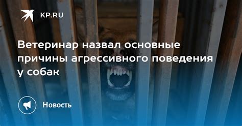 Опасность и причины агрессивного поведения собак.