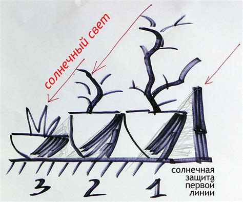 Опилки как защита корней от перегрева и пересыхания