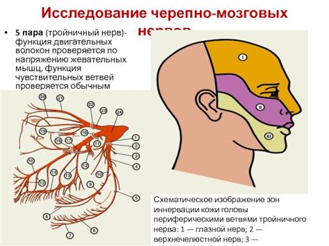 Описание тройничного нерва и его функции