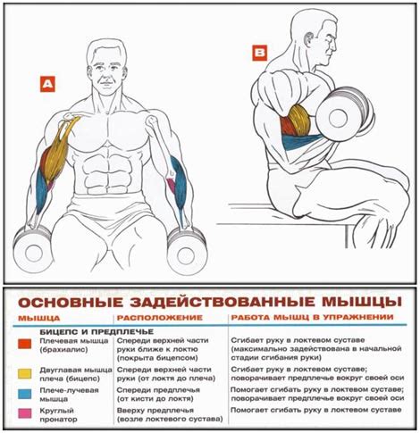 Описание упражнения для уменьшения объема бицепса