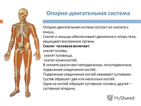 Опорно-двигательная система и координация движений