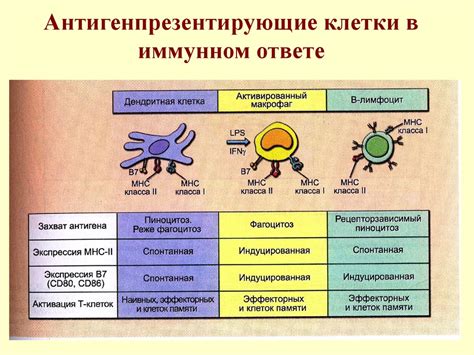 Определение и применение абсолютного иммунитета