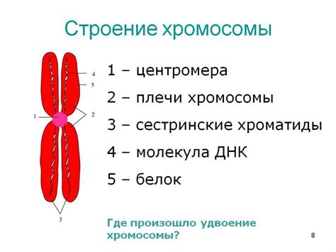 Определение и структура хроматиды