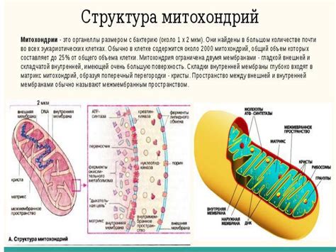 Определение митохондрий и лизосом