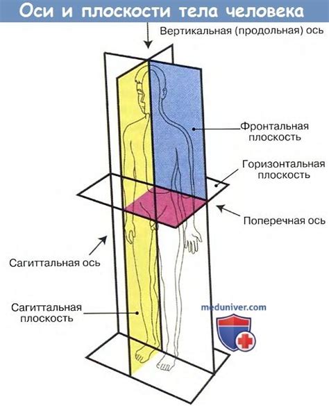 Определение основных форм и линий тела овчарки