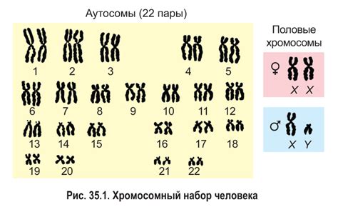 Определение пола по кариотипу