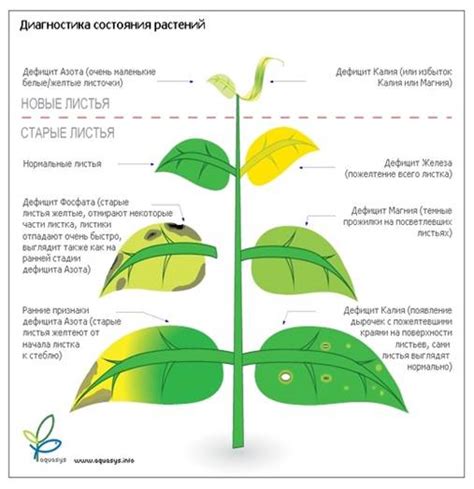 Определение состояния растения для оптимального обрезания