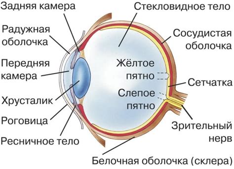 Определение формы глаза и его расположения на лице