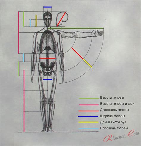 Определите пропорции тела
