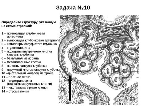 Определите структуру горсти