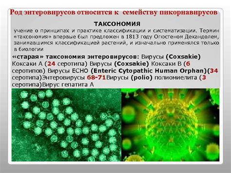 Определяем жизнеспособность энтеровирусов