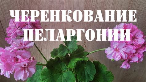 Оптимальное время для обрезки плющелистной герани