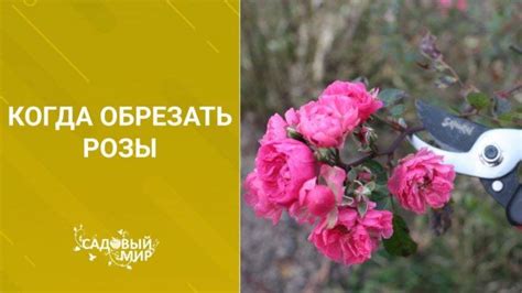 Оптимальное время для пересадки цветущей розы