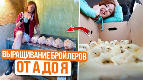 Оптимальное время для резки уток бройлеров на мясо