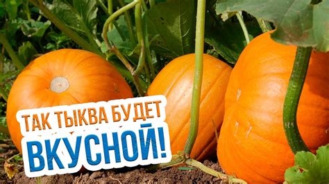 Оптимальное время для сбора урожая тыквы на белорусском огороде