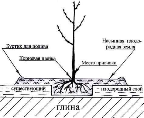 Оптимальное время полива саженцев после посадки в осенний период