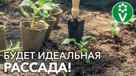 Оптимальные сроки весеннего посева