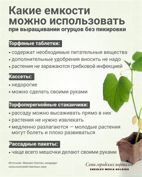 Оптимальный момент для посева семян лапчатки