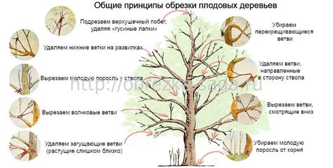 Оптимальный период и техника обрезки