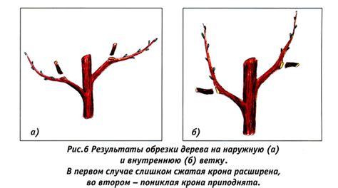 Оптимальный срок обрезки