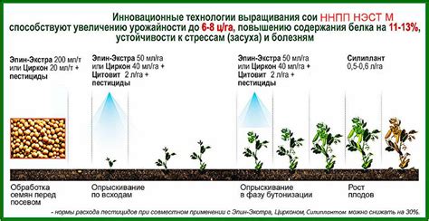 Оптимальный срок подкормки