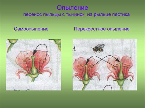 Опыление и перенос пыльцы