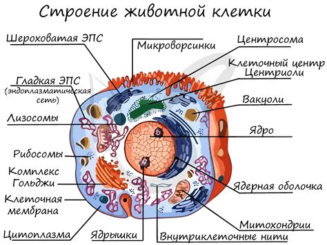 Органоиды в растительной клетке