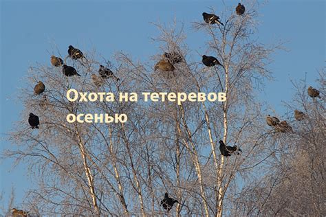 Осенняя миграция тетерева