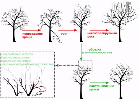 Осень – оптимальный сезон для обрезки