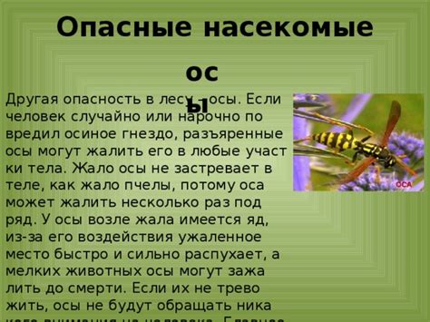 Оси: опасные насекомые или просто раздражающие?