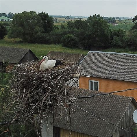 Осиные гнезда на крыше дачи