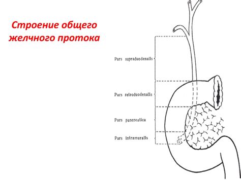 Ослабленные стенки желчного протока