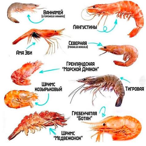 Основные виды креветок, водящиеся в Средиземном море