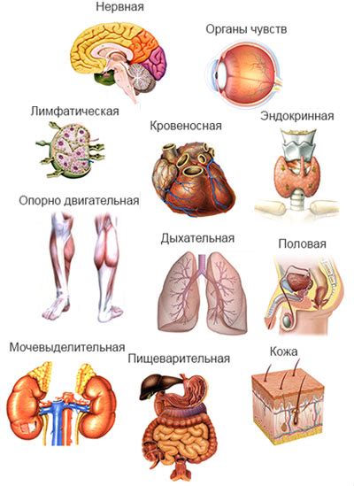 Основные органы организма