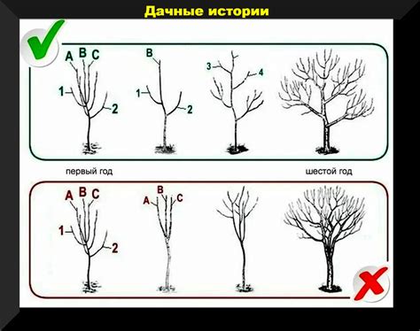 Основные правила обрезки молодых яблонь