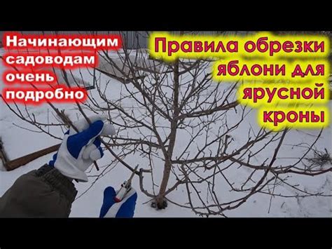 Основные правила обрезки яблони