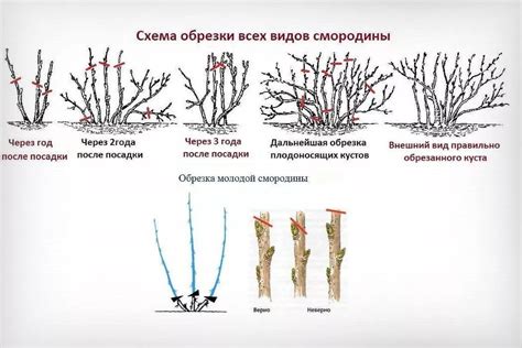 Основные правила укрытия кустов на зиму осенью