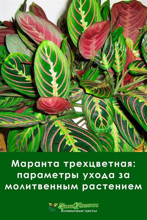 Основные правила ухода за марантой триколор