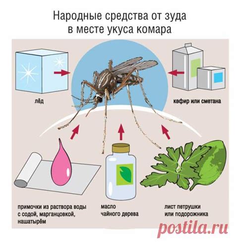 Основные проблемы, связанные с комарами в Египте в октябре