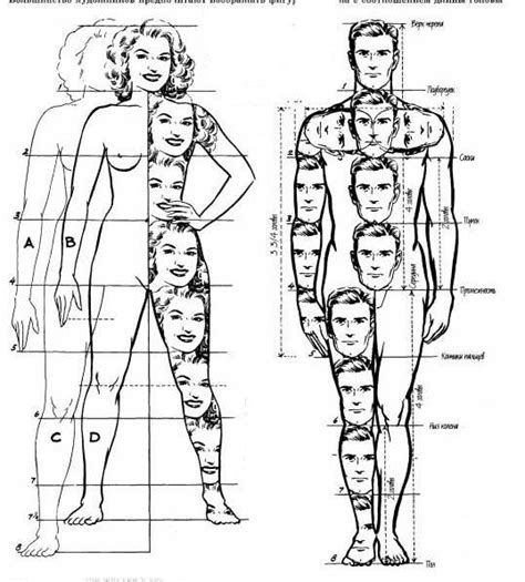 Основные пропорции тела женщины и мужчины