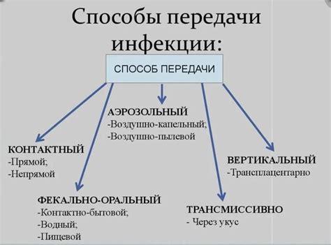 Основные пути передачи аскаридов