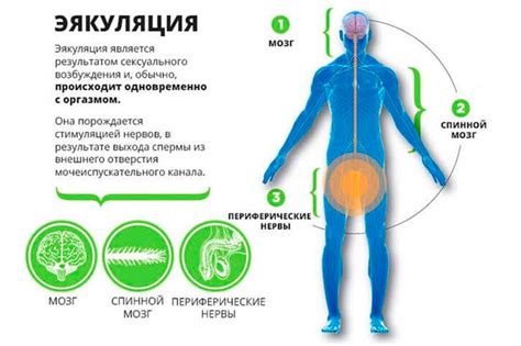 Основные симптомы внутренней эякуляции