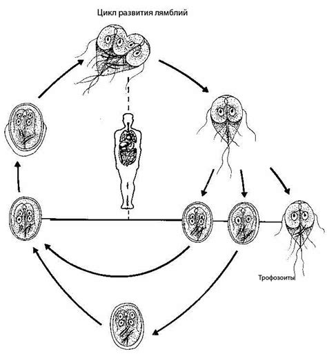 Основные способы заражения лямблиями
