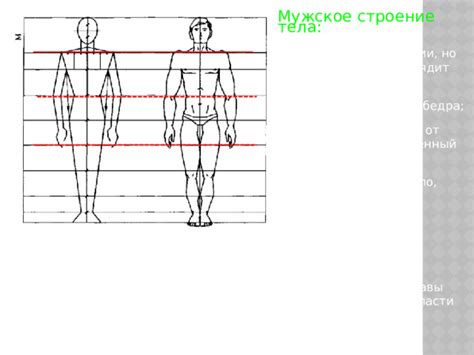 Основные формы тела Папы Длинные Ноги