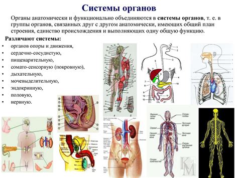 Особенности анатомии и физиологии