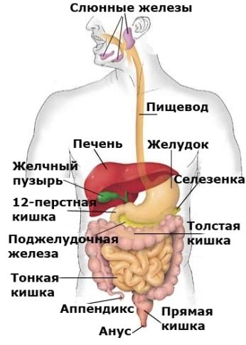 Особенности действия на пищеварительную систему: